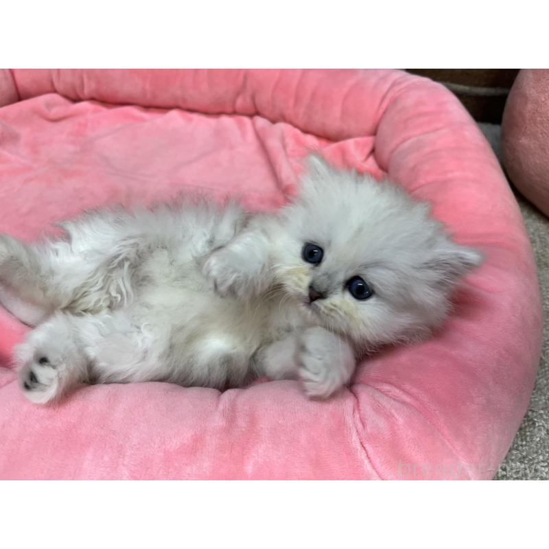 販売中の東京都のペルシャ(チンチラ)-138652の14枚目