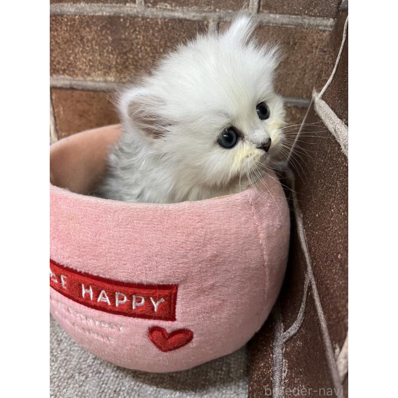 販売中の東京都のペルシャ(チンチラ)-138652の13枚目