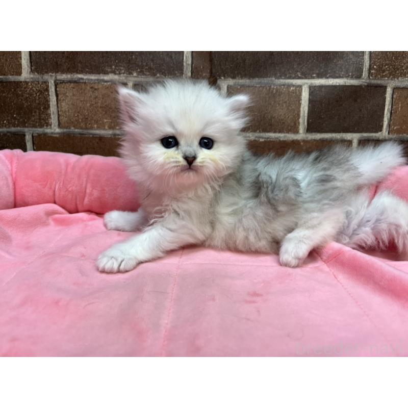 販売中の東京都のペルシャ(チンチラ)-138652の12枚目