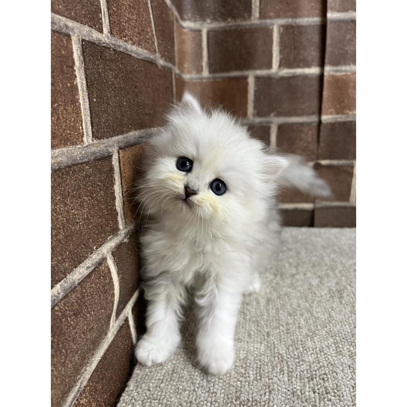 販売中の東京都のペルシャ(チンチラ)-138652の11枚目