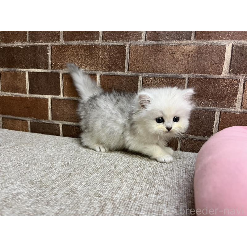 販売中の東京都のペルシャ(チンチラ)-138652の10枚目