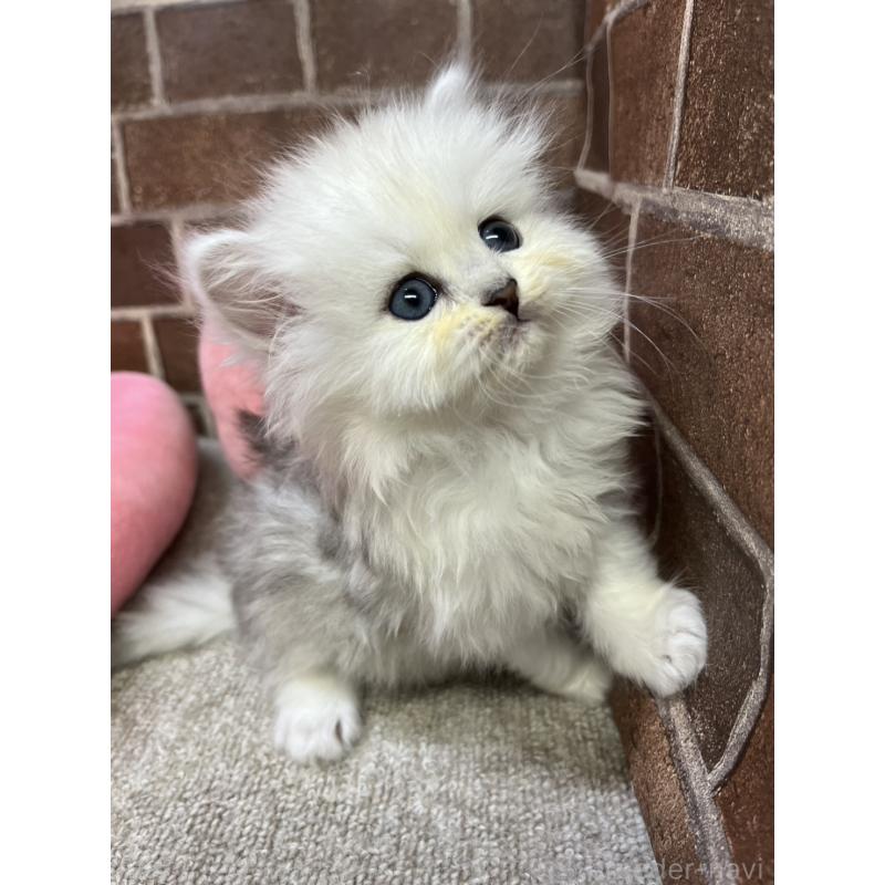 販売中の東京都のペルシャ(チンチラ)-138652の9枚目