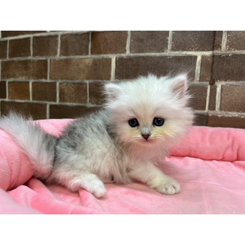 販売中の東京都のペルシャ(チンチラ)-138652の8枚目