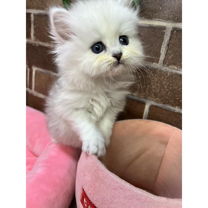 販売中の東京都のペルシャ(チンチラ)-138652の7枚目