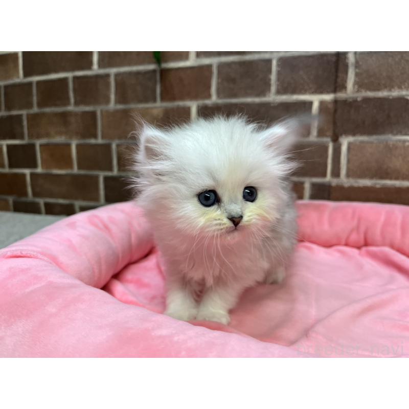 販売中の東京都のペルシャ(チンチラ)-138652の6枚目