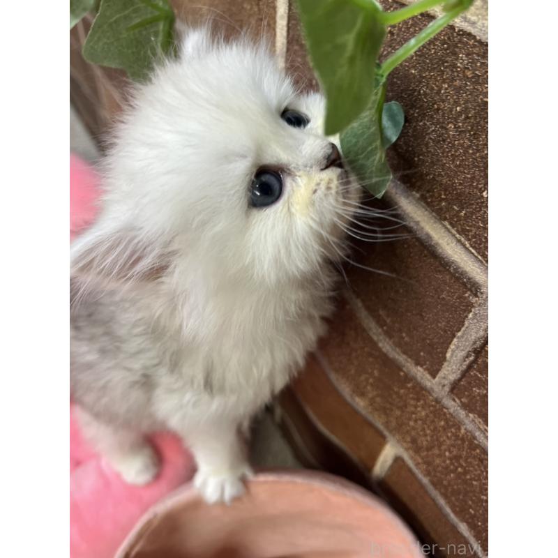 販売中の東京都のペルシャ(チンチラ)-138652の5枚目