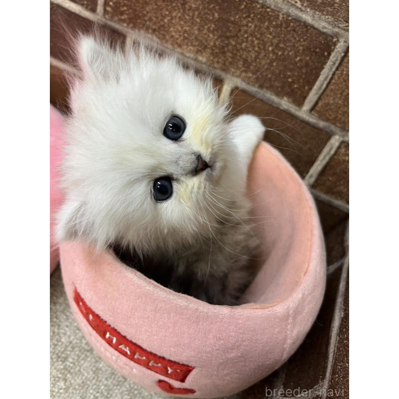 販売中の東京都のペルシャ(チンチラ)-138652の2枚目