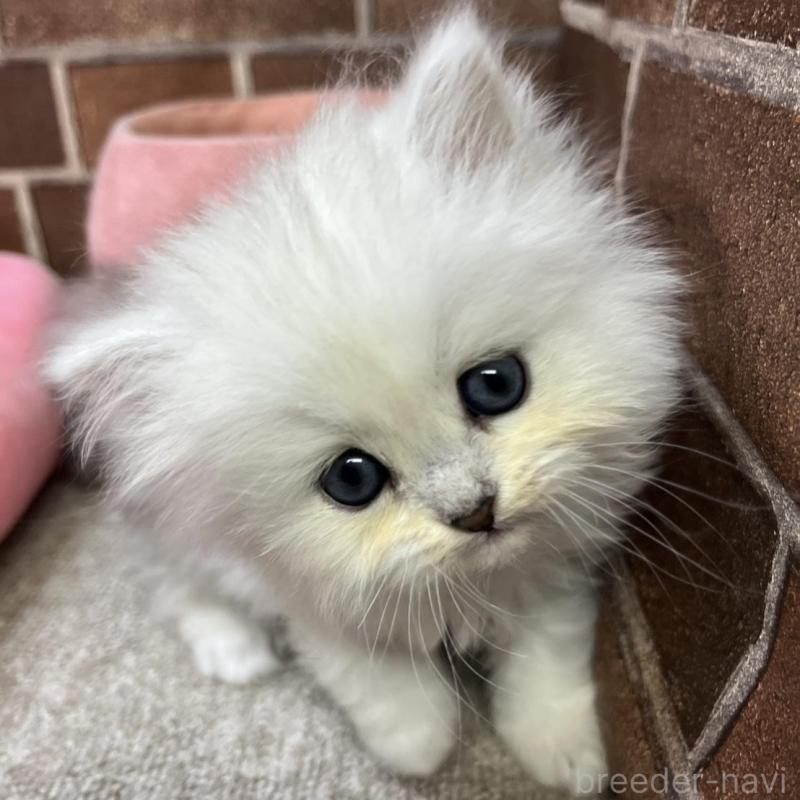 販売中の東京都のペルシャ(チンチラ)-138652