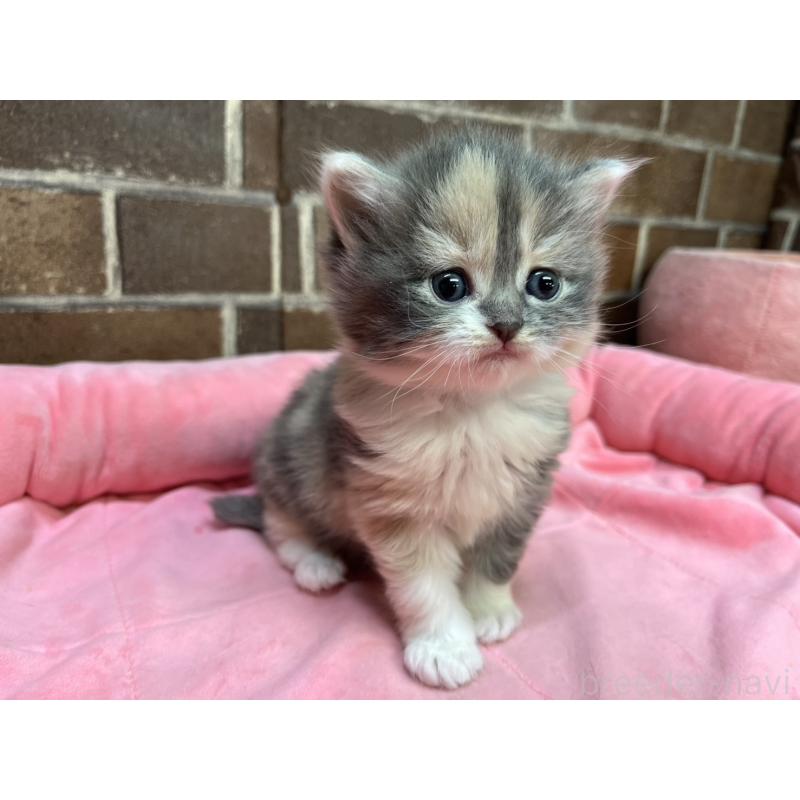 販売中の東京都のミヌエット-138654の11枚目