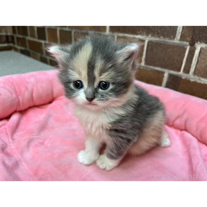 販売中の東京都のミヌエット-138654の9枚目