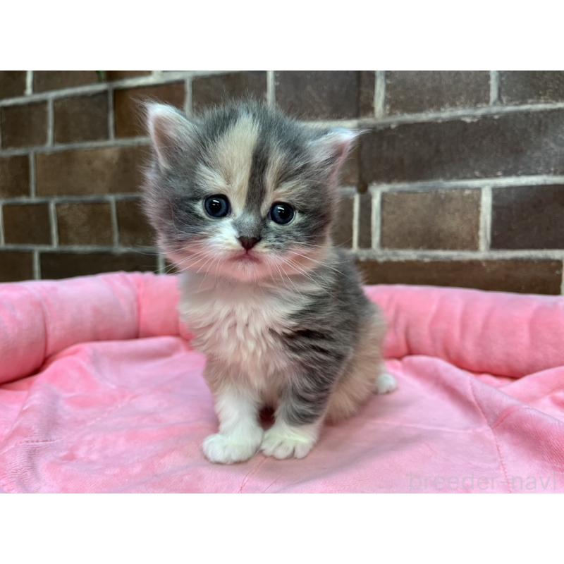 販売中の東京都のミヌエット-138654の8枚目