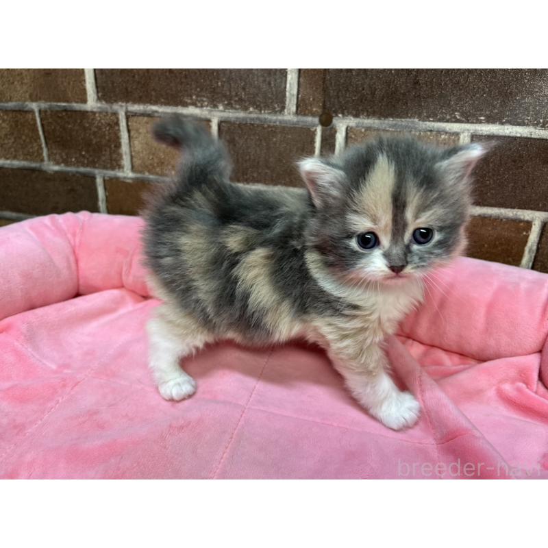 販売中の東京都のミヌエット-138654の7枚目