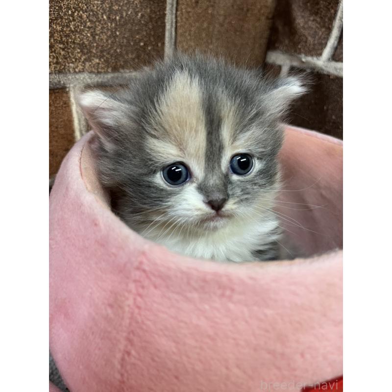 販売中の東京都のミヌエット-138654の3枚目