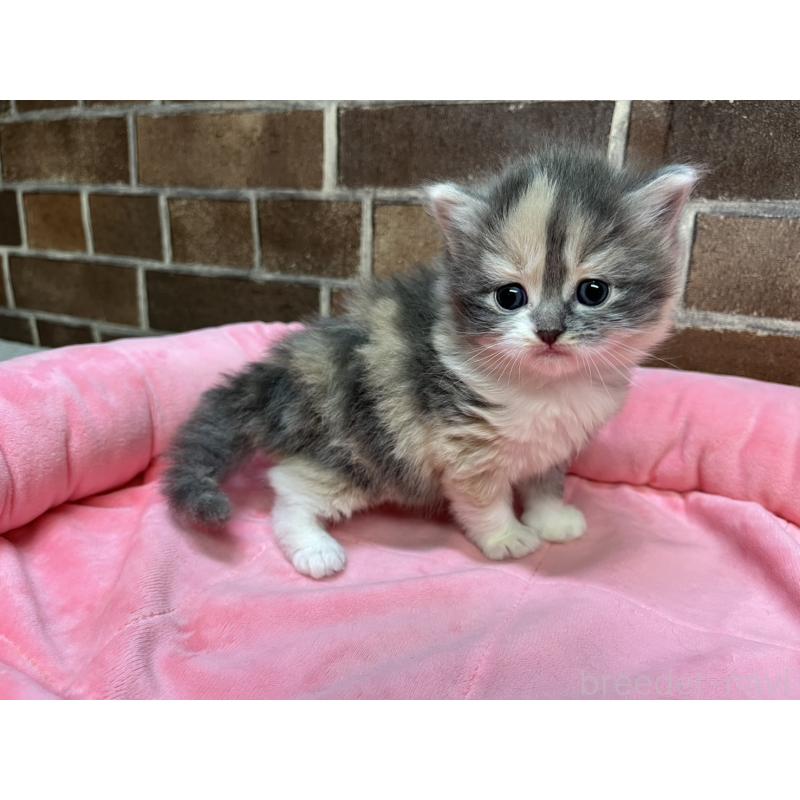 販売中の東京都のミヌエット-138654の2枚目