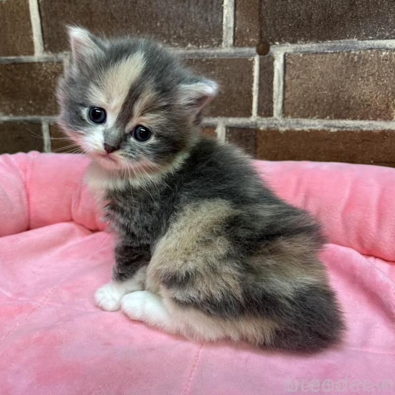 販売中の東京都のミヌエット-138654の1枚目