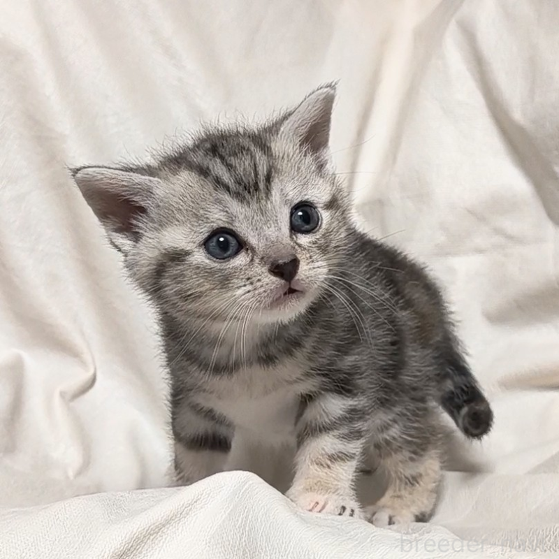 販売中の山形県のアメリカンショートヘア-138656の7枚目