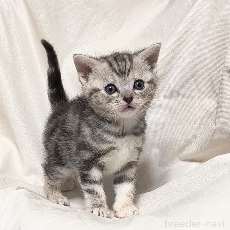 販売中の山形県のアメリカンショートヘア-138656の5枚目