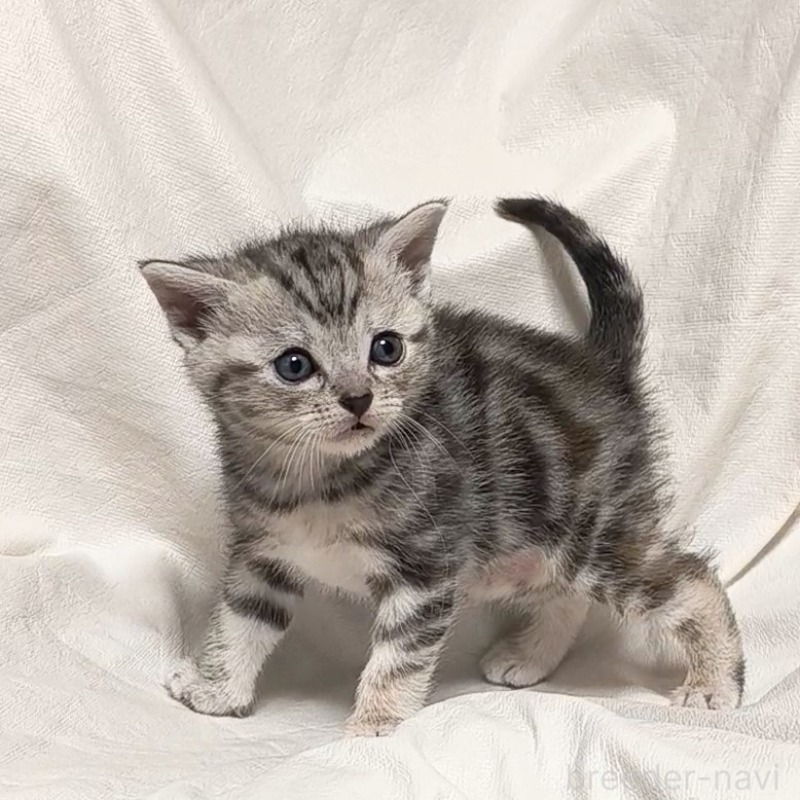 販売中の山形県のアメリカンショートヘア-138656の4枚目