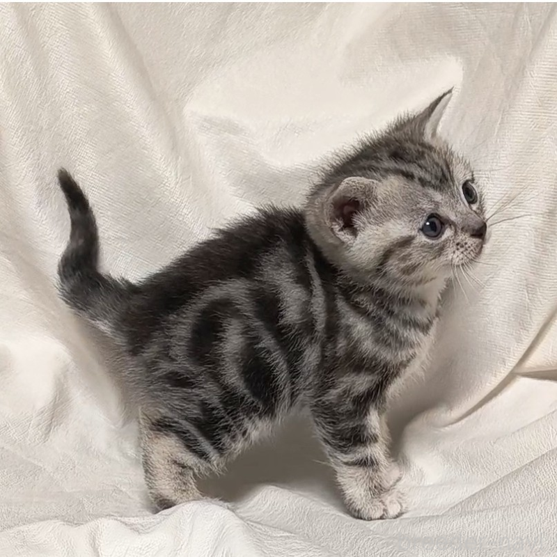 販売中の山形県のアメリカンショートヘア-138656の3枚目