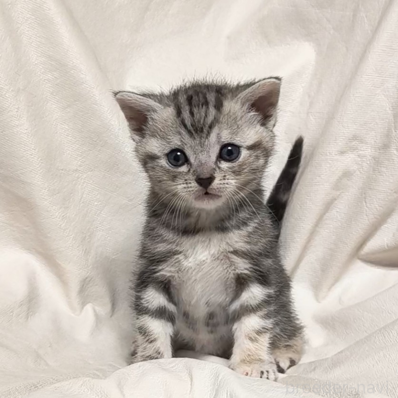 販売中の山形県のアメリカンショートヘア-138656の2枚目