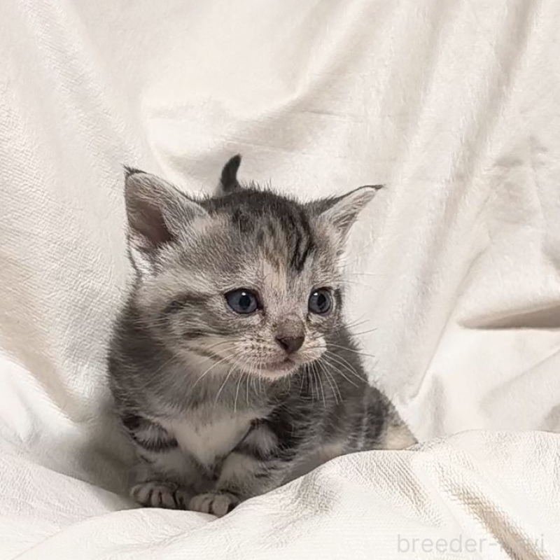 販売中の山形県のアメリカンショートヘア-138657