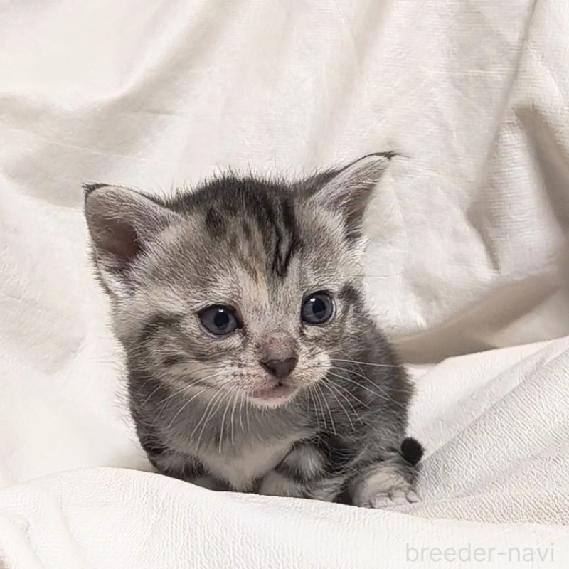 販売中の山形県のアメリカンショートヘア-138657の7枚目