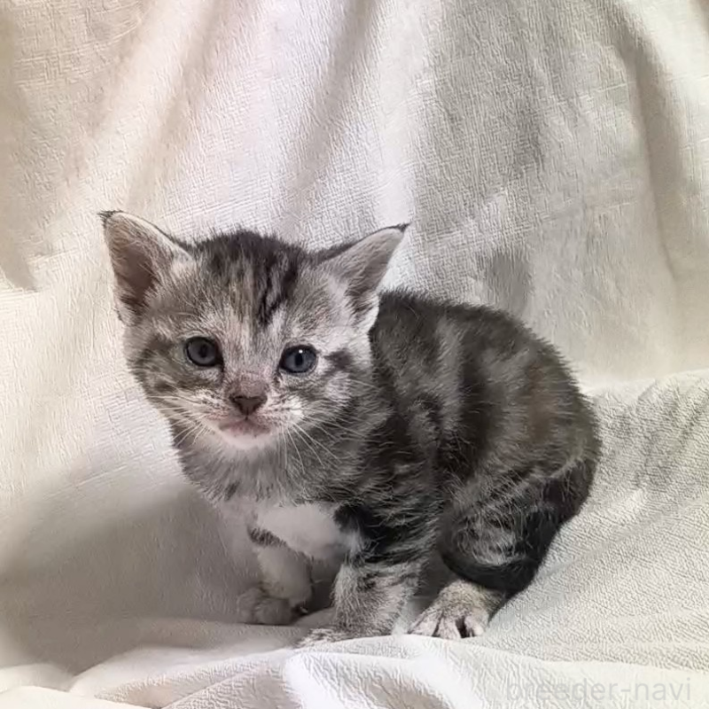 販売中の山形県のアメリカンショートヘア-138657の6枚目