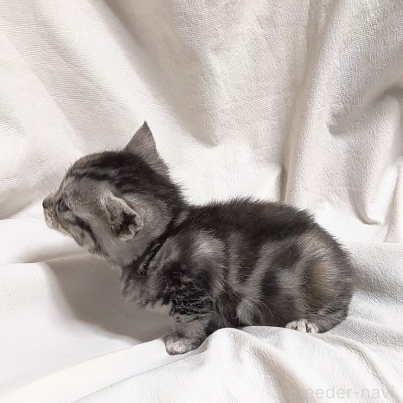 販売中の山形県のアメリカンショートヘア-138657の5枚目