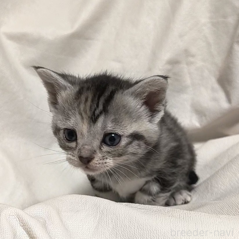 販売中の山形県のアメリカンショートヘア-138657の4枚目