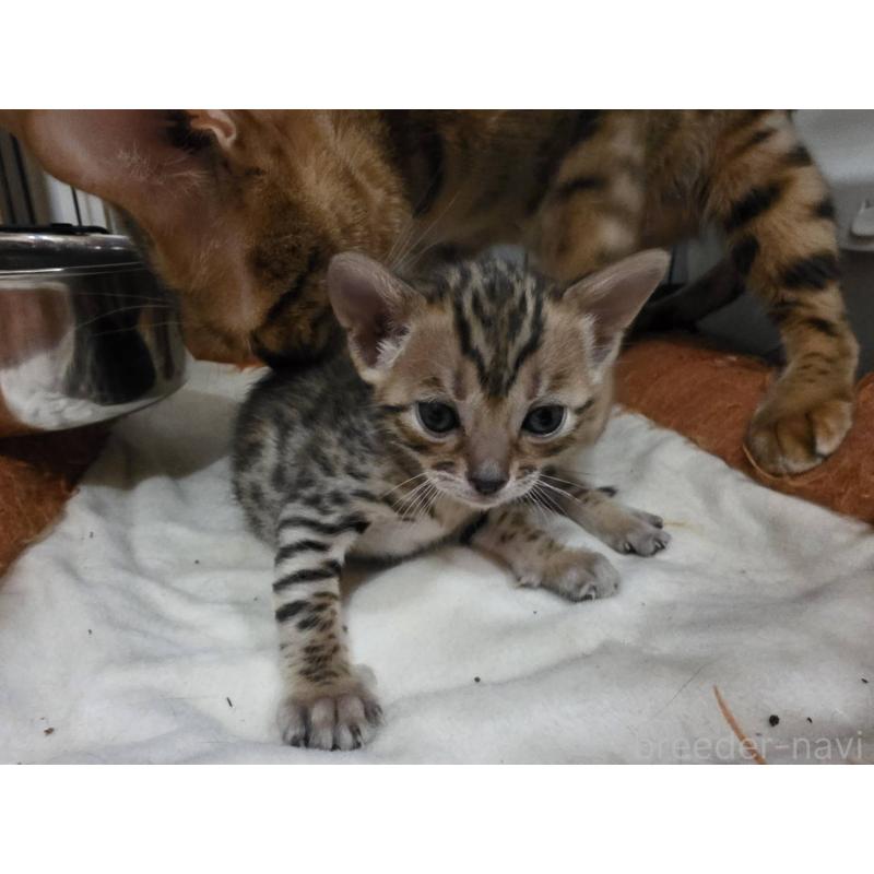 販売中の神奈川県のベンガル-138658の6枚目