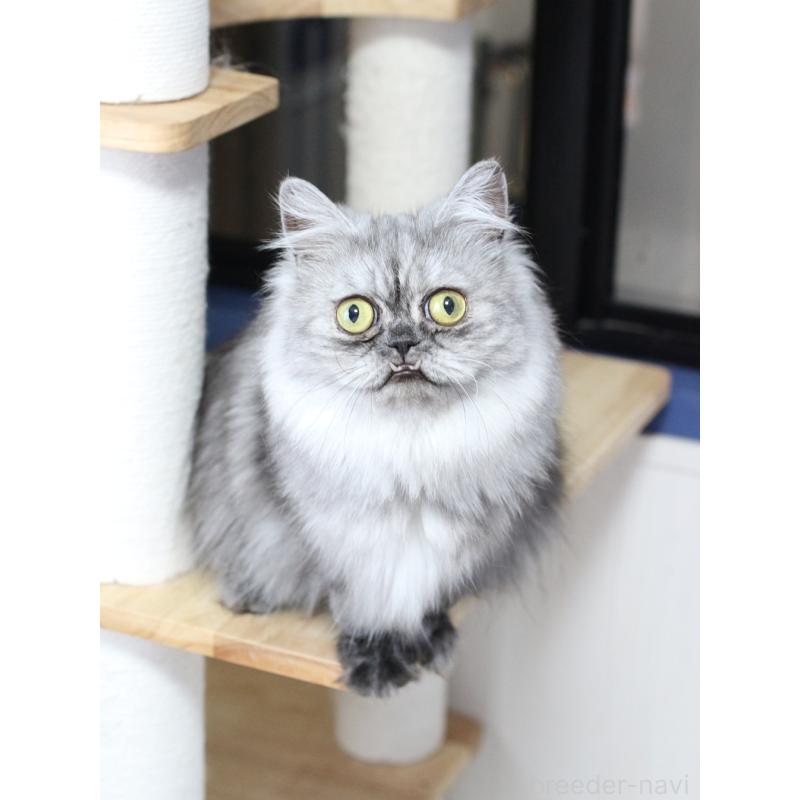 販売中の愛知県のミヌエット-138660の5枚目