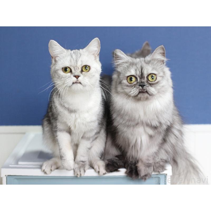 販売中の愛知県のミヌエット-138660の2枚目