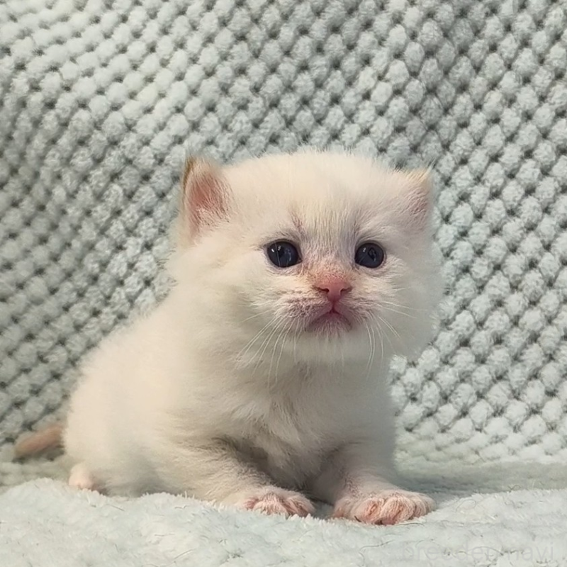 販売中の山形県のサイベリアン-138662