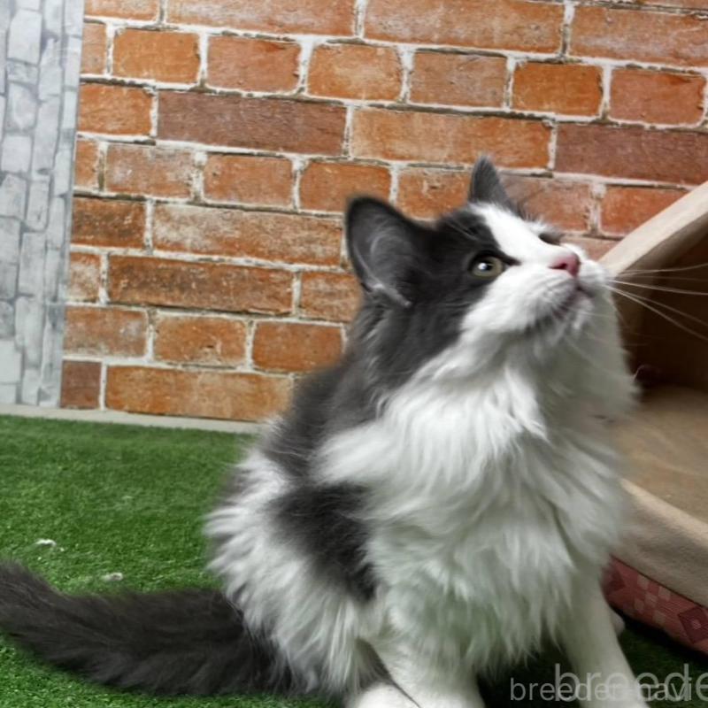 販売中の愛知県のノルウェージャンフォレストキャット-138661の9枚目