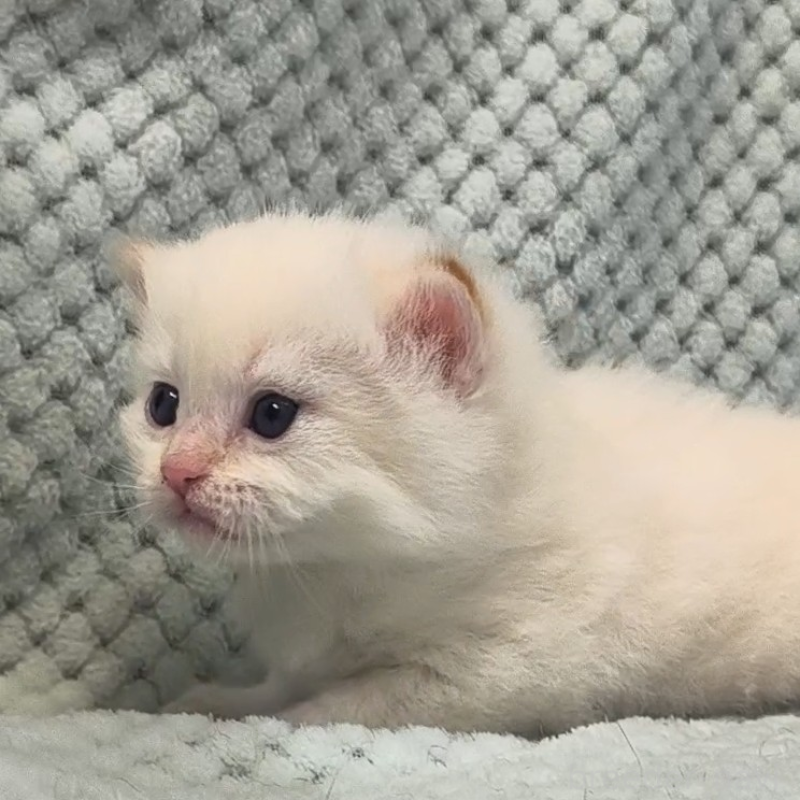 販売中の山形県のサイベリアン-138662の5枚目