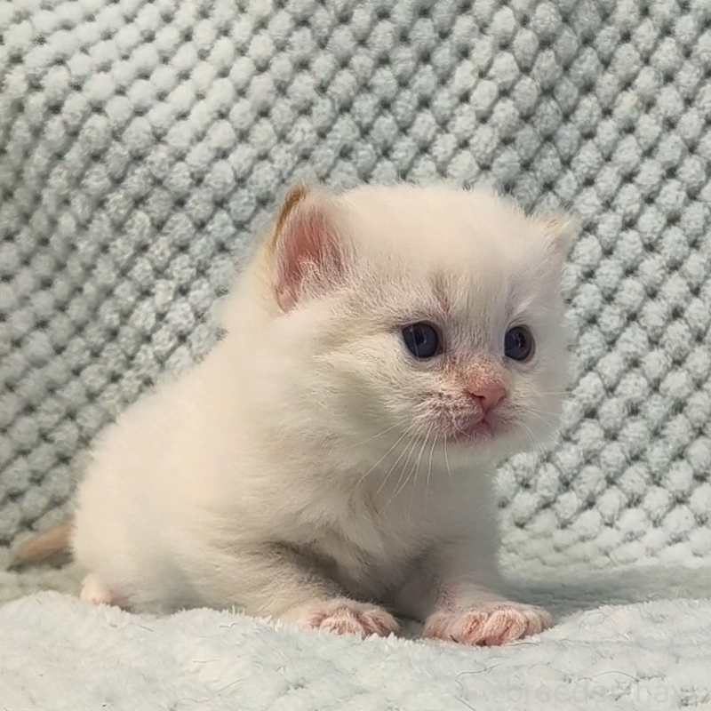 販売中の山形県のサイベリアン-138662の4枚目