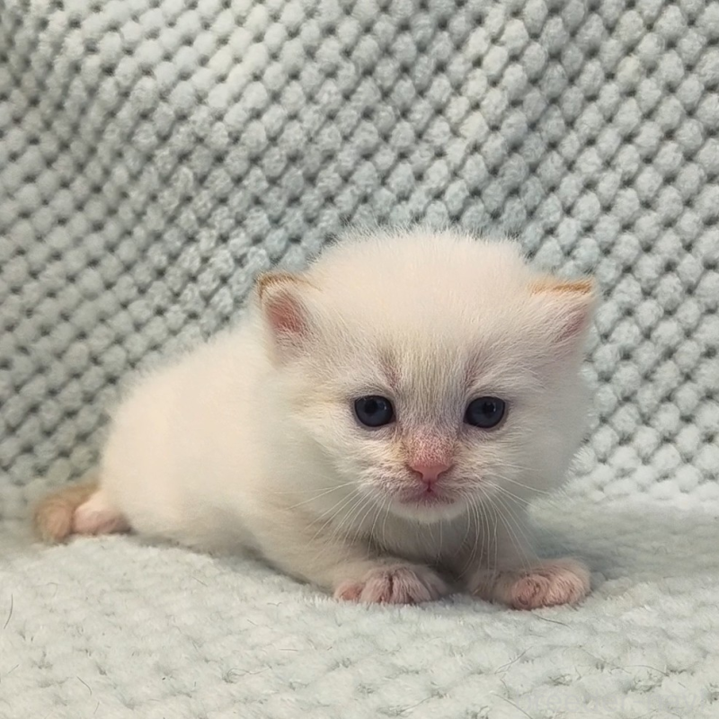 販売中の山形県のサイベリアン-138662の3枚目