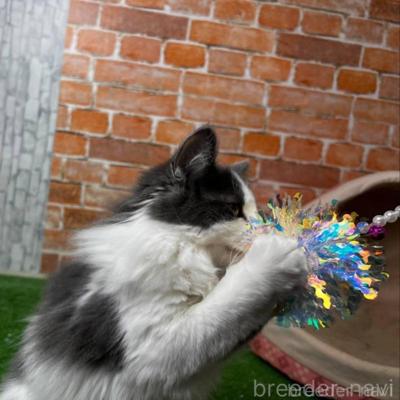 販売中の愛知県のノルウェージャンフォレストキャット-138661の4枚目