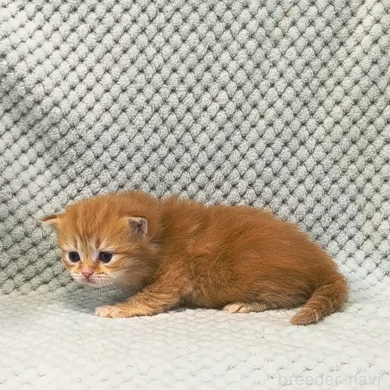 販売中の山形県のサイベリアン-138663の5枚目