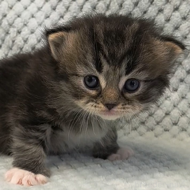 販売中の山形県のサイベリアン-138664