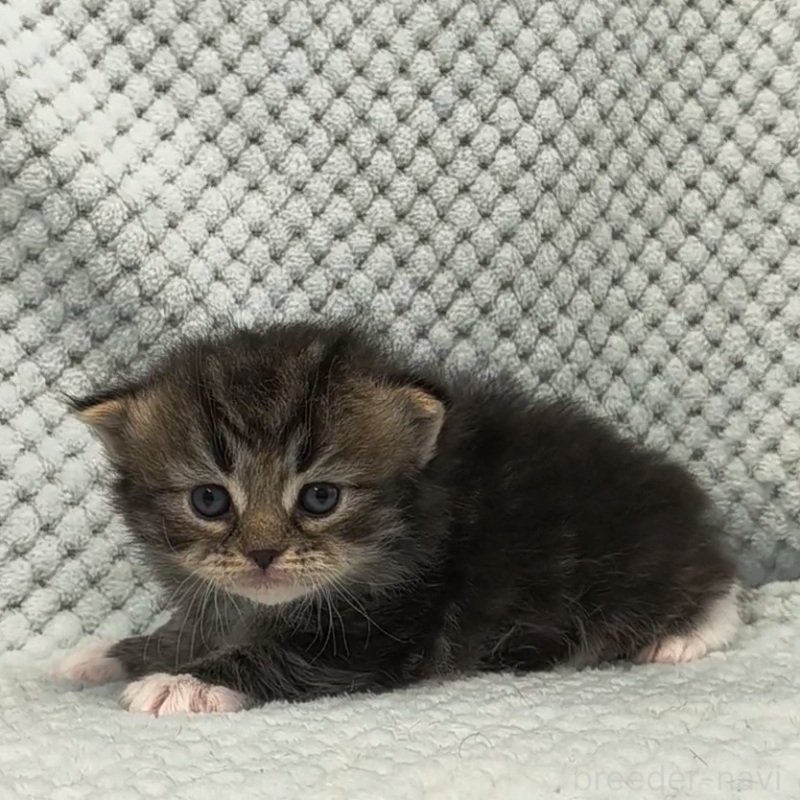 販売中の山形県のサイベリアン-138664の5枚目