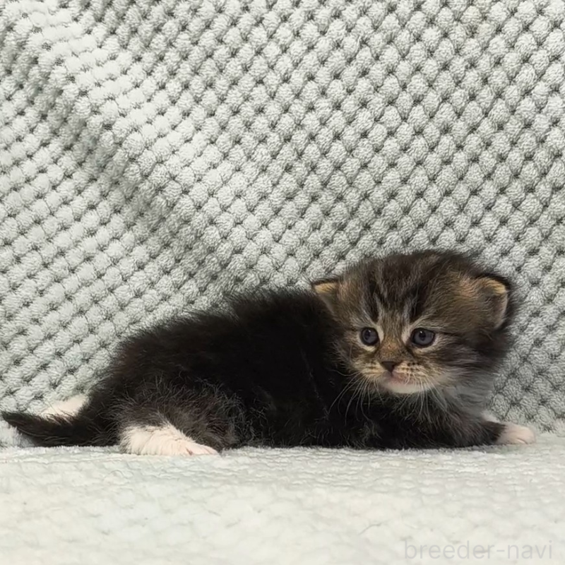 販売中の山形県のサイベリアン-138664の4枚目