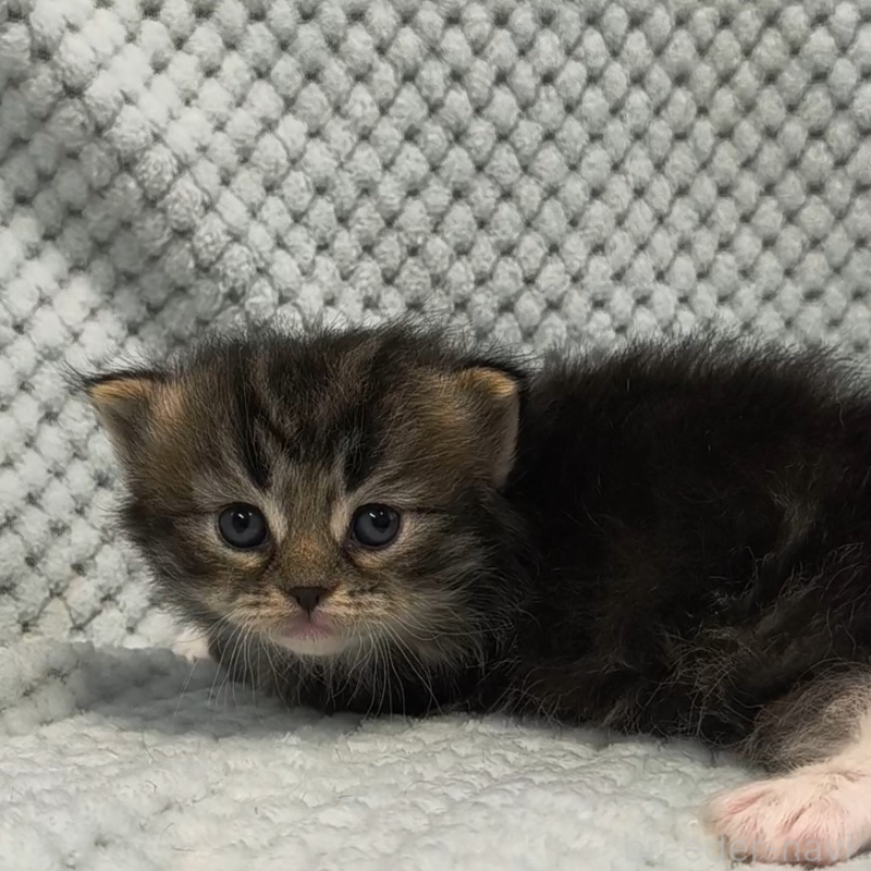 販売中の山形県のサイベリアン-138664の3枚目