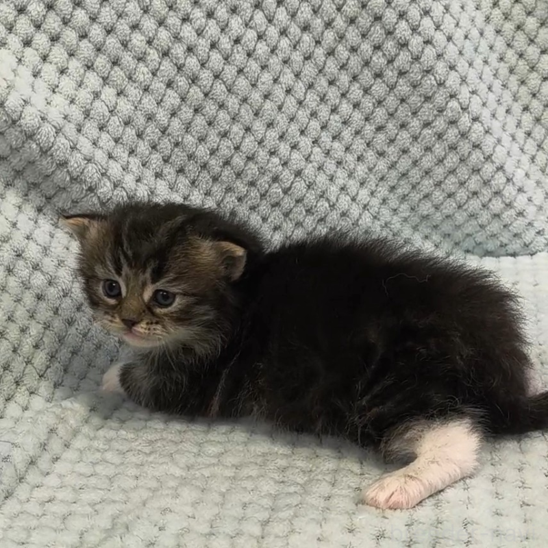 販売中の山形県のサイベリアン-138664の2枚目