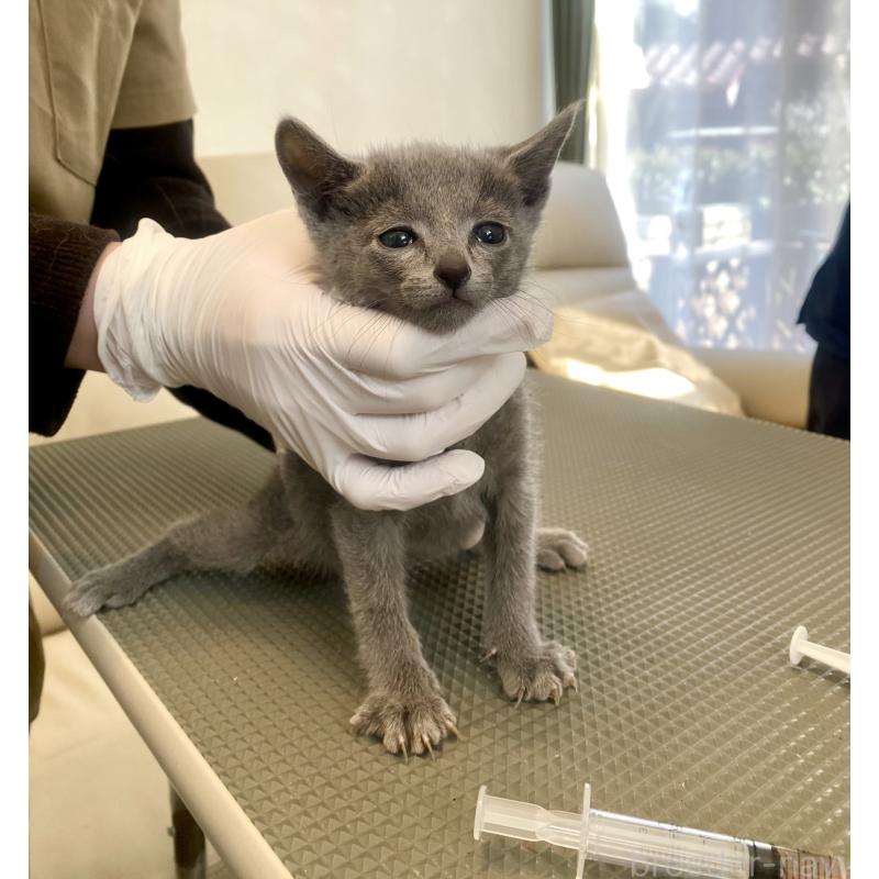 販売中の東京都のロシアンブルー-136803の27枚目