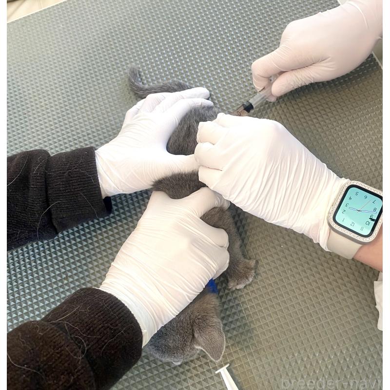 販売中の東京都のロシアンブルー-136803の26枚目