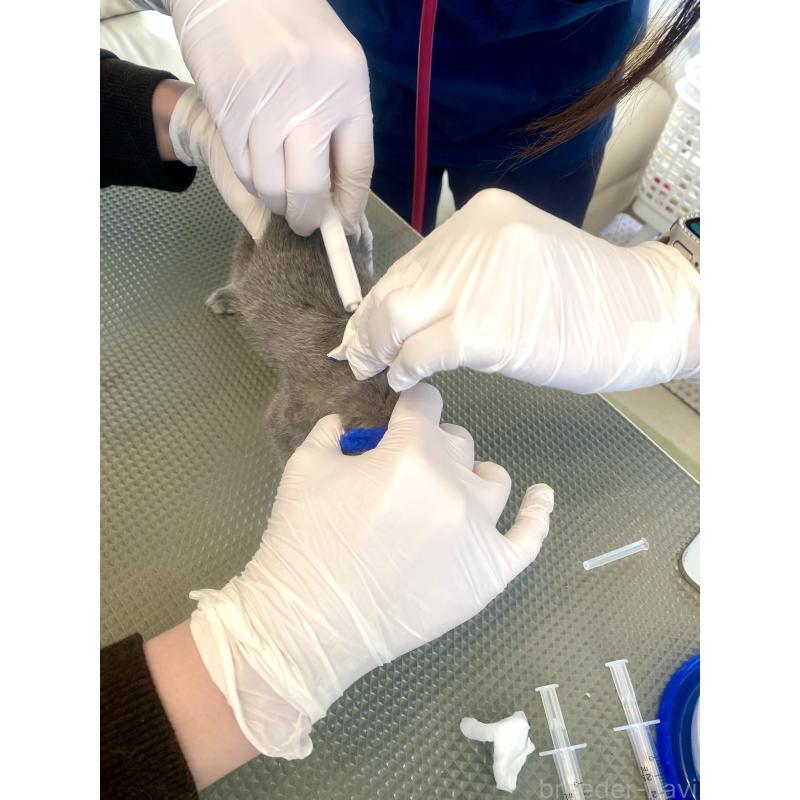 販売中の東京都のロシアンブルー-136803の25枚目