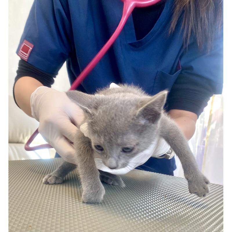 販売中の東京都のロシアンブルー-136805の24枚目