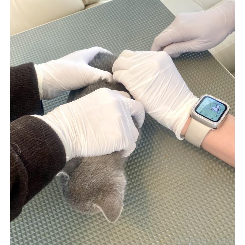 販売中の東京都のロシアンブルー-136805の23枚目