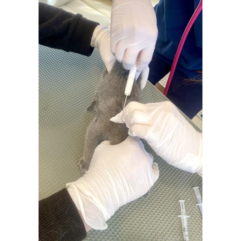 販売中の東京都のロシアンブルー-136805の22枚目